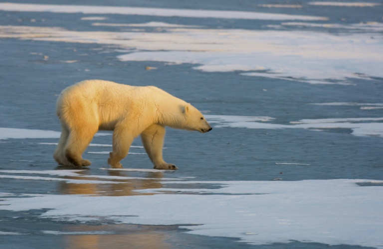 Contaminación de Plástico aumenta en aguas del Ártico, según una investigación