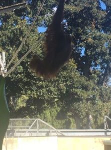 Australia: Un mono se escapó de su recinto y asustó a los visitantes en un zoológico