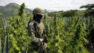 Paraguay autoriza importar de EEUU componentes de marihuana