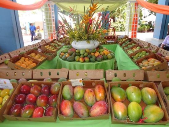 Expo Mango 2017 proyecta aumentar sus ventas en un 300% en comparación con el año pasado