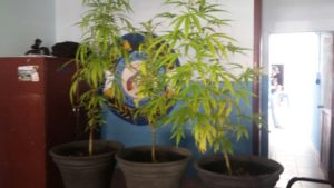 Antinarcóticos decomisan plantas de presunta marihuana en Bávaro-Punta Cana