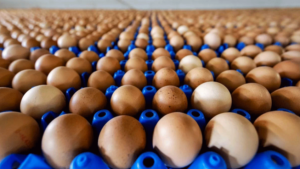 Bélgica: Retira huevos del mercado por posible contaminación insecticida