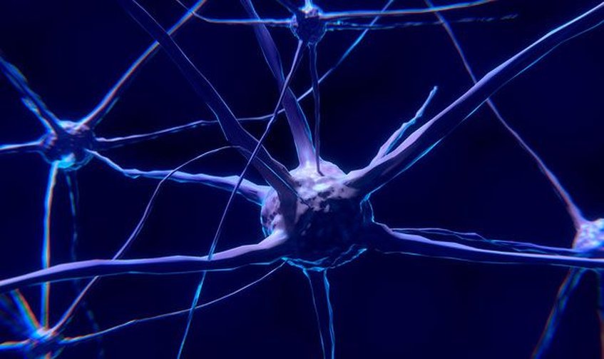 Científicos descubren neuronas que regulan el envejecimiento