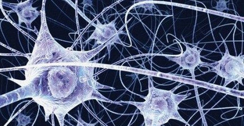 Neurocientíficos identifican nuevos tipos de neuronas