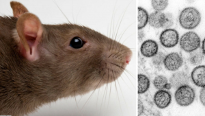 n grupo de científicos de la universidad chilena de Concepción ha descubierto el primer tratamiento específico para combatir el virus hanta, una afección que transmiten a los seres humanos los ratones colilargos y que puede llegar a ser mortal.
