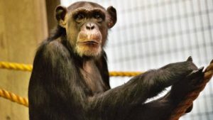 Se ha iniciado un debate para determinar si el Chimpancé puede desarrollar alzhéimer, puesto a que se ha descubierto signos reveladores de la enfermedad en cerebros de ancianos de esta especie animal, una vez muertos. 