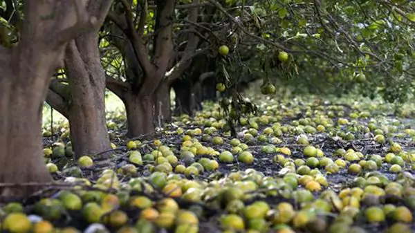 El huracán Irma ha destruido más de la mitad de los cultivos de naranja de Florida, reduciendo aún más una cosecha que ya anticipaba ser 