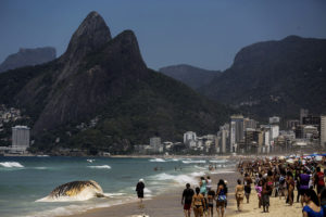 Encuentran ballena muerta en playa de Río de Janeiro