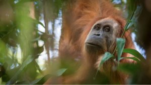 Descubren un orangután 'nuevo' que surgió hace más de tres millones de años