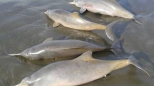 Hallan 88 delfines grises muertos en bahía de Brasil