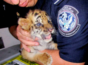 Adolescente intentó entrar un tigre bebe a Estados Unidos y es condenado a seis meses de cárcel 