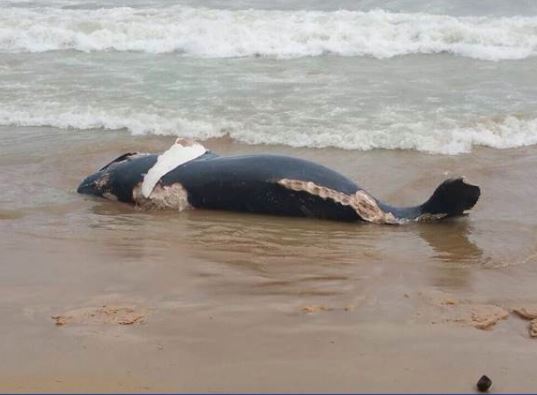 Encuentran ballena muerta en playa de Las Terrenas