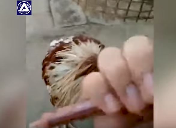 Afirman que una gallina lleva más de una semana viva "sin cabeza" en Tailandia