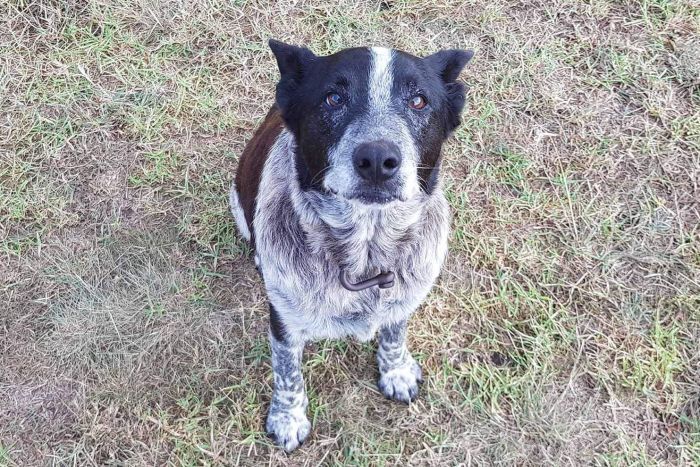 Australia: un perro sordo y casi ciego salva a una niña perdida en las montañas