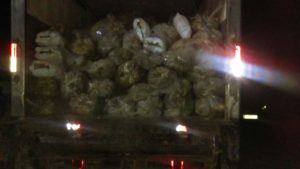 Armada decomisa tercer cargamento ilegal de langostas en Samaná