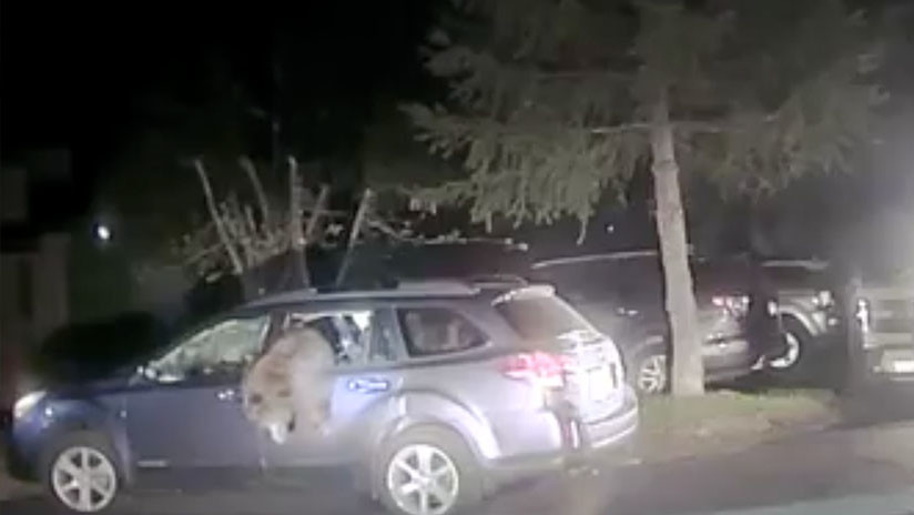 Policía rescata a un oso atrapado dentro de un coche