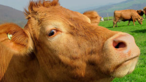 Sentencian a muerte a una vaca que escapó de la Unión Europea indocumentada
