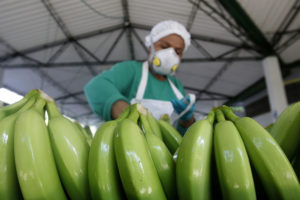 República Dominicana busca nuevos mercados para exportación de banano