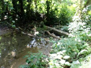 Denuncian contaminación de río en Sánchez de Samaná donde se suple INAPA