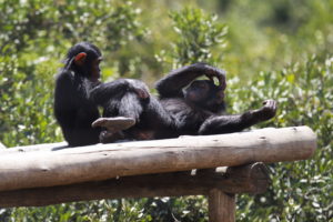 XDI11. NANYUKI (KENIA), 01/07/2014.- Fotografía de chimpancés en el santuario Agua Dulce hoy, martes 1 de julio de 2014, en el centro de conservación Ol-Peieta, en Nanyuki (Kenia). El centro es un lugar de conservación de varios chimpancés rescatados de traficantes de vida salvaje. Un reporte publicado por el Proyecto para el fin de la esclavitud de primates (PEGAS, en inglés) informó que cientos de hominoideos, chimpancés, bonobos, gorilas y orangutanes han sido capturados en su hábitat natural para ser vendidos en países como China, Tailandia, Egipto, Emiratos Árabes Unidos, Armenia y Rusia. EFE/Daniel Irungu