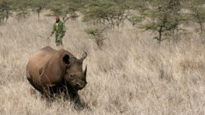 Ocho rinocerontes negros en peligro de extinción mueren tras ser trasladados a una reserva