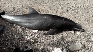 Encuentran delfín muerto frente a pequeño malecón de Sánchez en Samaná