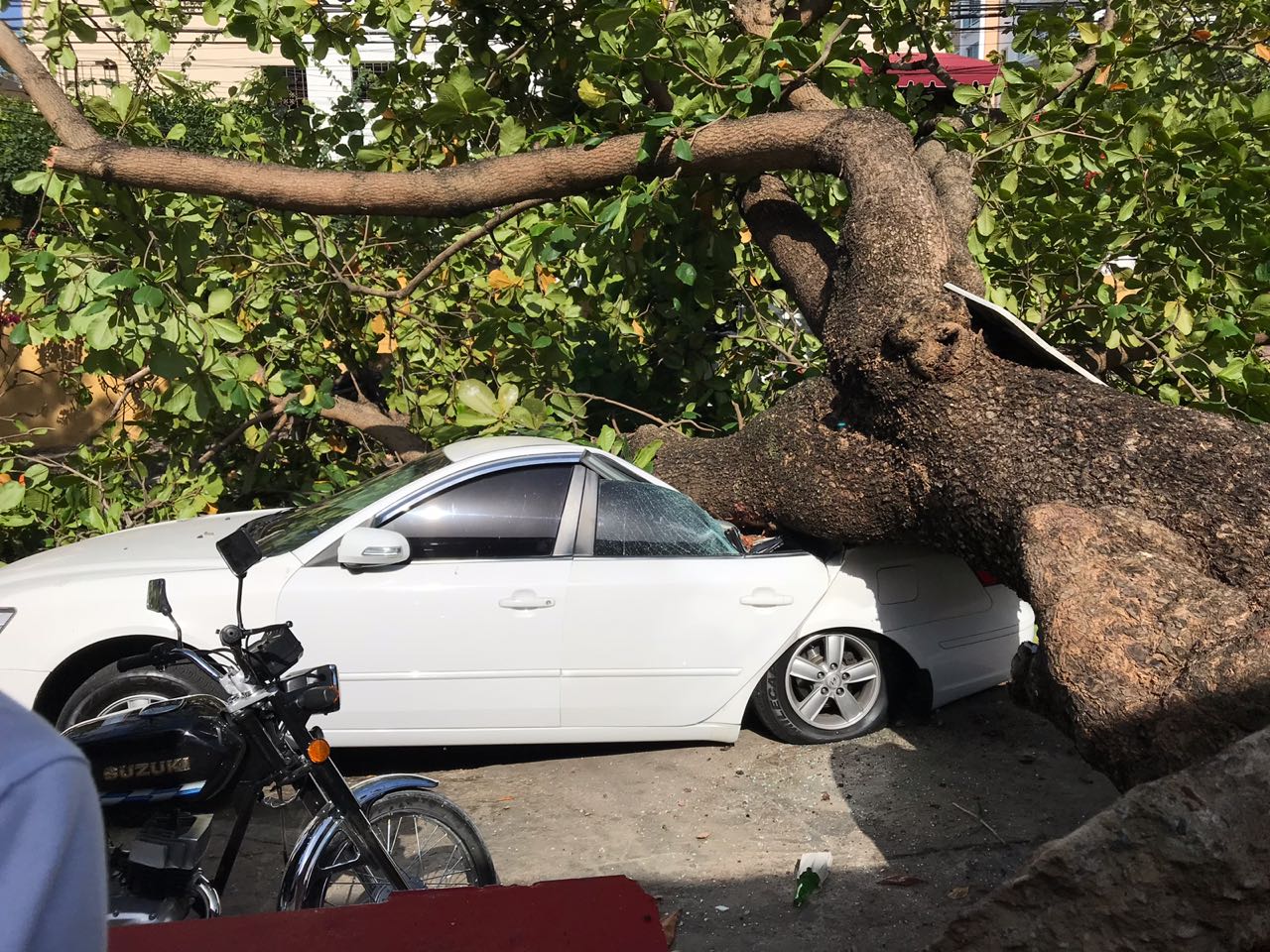 Árbol destruye vehículo en calle Juan Isidro Jiménez del DN
