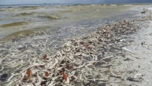 Florida: Miles de peces muertos por marea roja