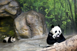 FUZ04 GUANGZHOU (CHINA) 10/12/2014.- Juxiao, una panda gigante de 12 años, abraza a uno de sus trillizos en su primer reencuentro familiar desde el nacimiento de las crías, en el zoo Chimelong Safari Park de Cantón (China), ayer, 9 de diciembre de 2014. Según informó hoy la cadena estatal china CCTV, dos de los trillizos están con su madre desde el pasado 21 de noviembre, mientras que el tercero se incorporó este martes junto a sus hermanos y su progenitora. Juxiao, cuyo nombre significa 