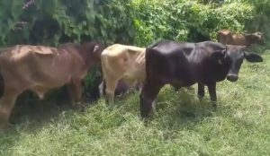 Varios hombres de nacionalidad haitiana golpearon y dejaron amarrado a un ganadero en Dajabón, al cual le sustrajeron varios animales