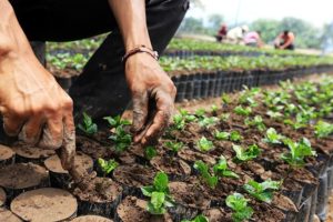 Gobierno invierte siete mil millones en recuperación de siembras de café