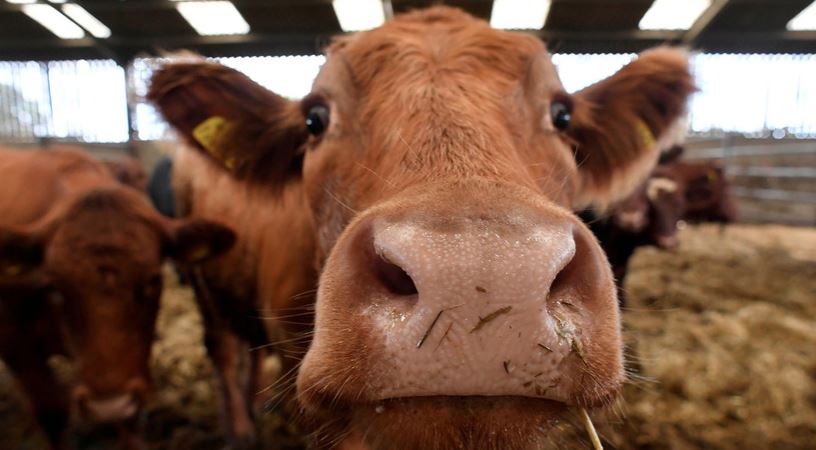 Reino Unido: veganos podrán despedirse de la vacas antes de ser sacrificadas en un matadero