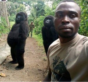 Gorilas en peligro de extinción posan para un selfie junto a un guardabosque 
