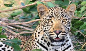 Leopardo devora  un bebé de nueve meses en la India  