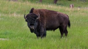 VIDEO: Un bisonte ataca y lanza por los aires a una niña en el parque de Yellowstone