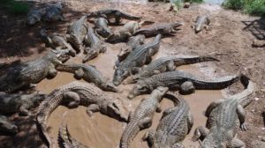 Camboya: niña de dos años muere devorada por los cocodrilos que cría su familia 