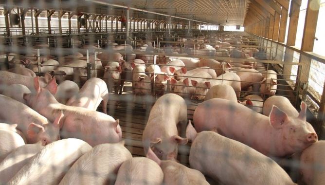 Gobierno declara de alto interés nacional regulación y bioseguridad de granjas porcinas