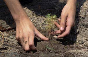 Medio Ambiente y Fundación Comunitaria desarrollan campaña reforestación en San Juan