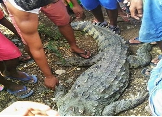 Comunitarios matan cocodrilo y se lo comen con un moro de habichuelas en  Bahoruco
