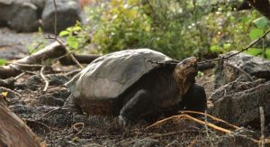 Conductor pagará 11 mil dólares de multa por atropellar a una tortuga en Galápagos
