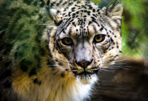 EE.UU. reporta el primer positivo de covid-19 de un leopardo de las nieves