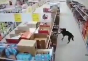VIDEO: Perro que “roba” comida y se desinfecta las patas antes de huir con el botín se viraliza en redes