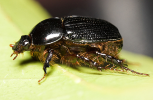 VIDEO | Millones de escarabajos siembran el terror en un hogar de Australia