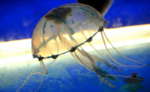 Un adolescente muere por la picadura de una medusa de caja, el primer caso letal en Australia en 15 años