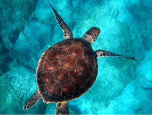Al menos 19 personas mueren en Madagascar tras comer carne de tortuga marina