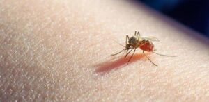 25 de Abril: Día Mundial del Paludismo
