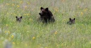 Oso grizzly amaga con atacar una turista que se acercó a su manada 
