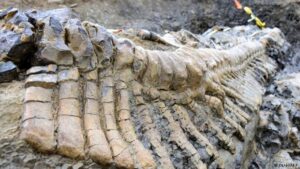 Paleontólogos identifican nueva especie de dinosaurio