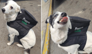 Imágenes | Una perra es viral por “repartir” comida a domicilio para ayudar a un refugio de animales en México  