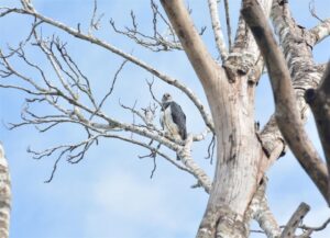 Los autores concluyeron que, dado que las águilas arpías reproductoras requieren de una alimentación específica y rara vez cazan en zonas deforestadas